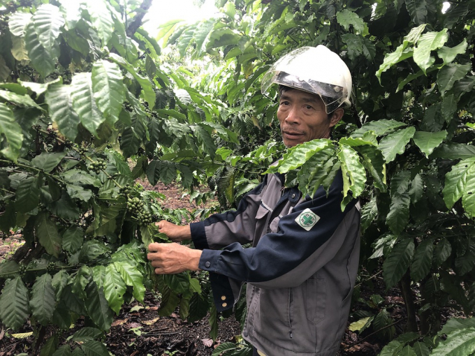 Bác Toàn bên vườn cà phê quả đều tăm tắp nhờ thực hiện đúng kỹ thuật đơn giản. Ảnh: Ngọc Duyên.