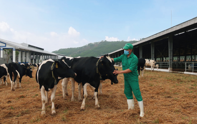 Bò sữa được đi dạo trong khu sân chơi được trải đệm rơm tại Trang trại Vinamilk Quảng Ngãi. Ảnh: Xuân Hương.