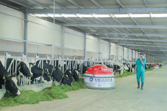 Vinamilk hiện có 13 trang trại bò sữa chuẩn quốc tế trên cả nước. Ảnh: Đỗ Hưng.