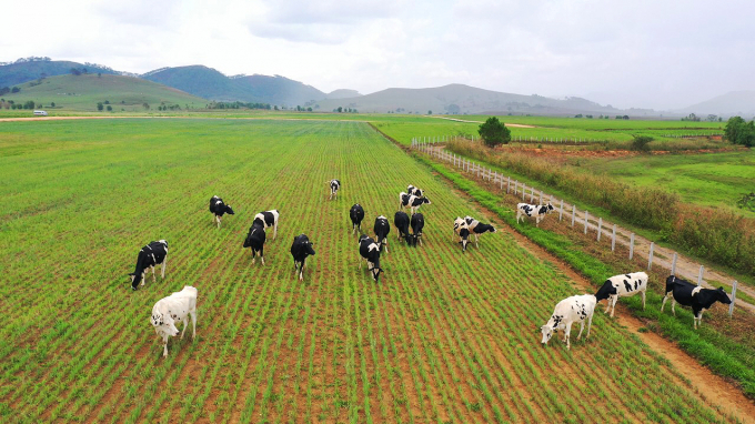Trang trại Vinamilk Green Farm tại Quảng Ngãi có quy mô đàn bò sữa 4.000 con. Ảnh: Đỗ Hưng.