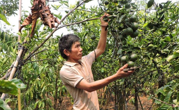 Nông dân mong mỏi tìm kiếm giải pháp hữu cơ cho cây trồng. Ảnh: Ngọc Duyên.