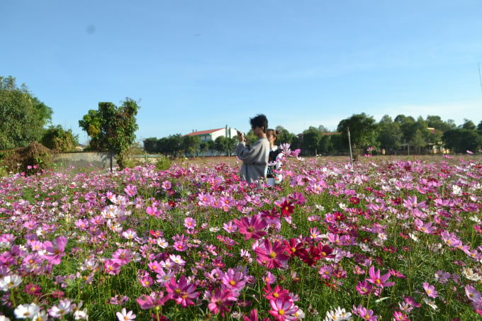 Cùng với hoa hướng dương, cánh đồng hoa cúc đủ màu là điểm đến hấp dẫn du khách lưu giữ khoảnh khắc xuân. Ảnh: Trần Trung.