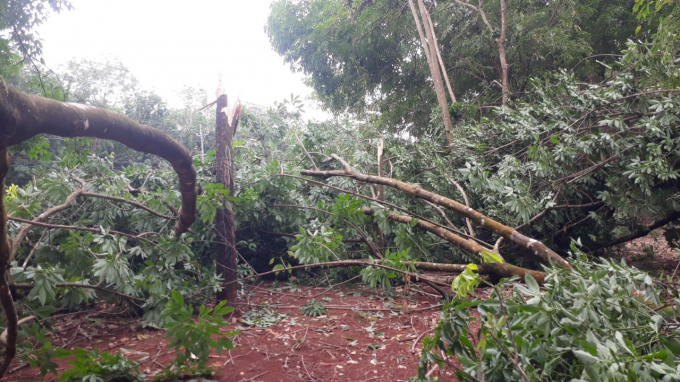 Vườn cây cao su bị ngã đổ do giông, lốc tại Bình Phước. Ảnh: CTV.
