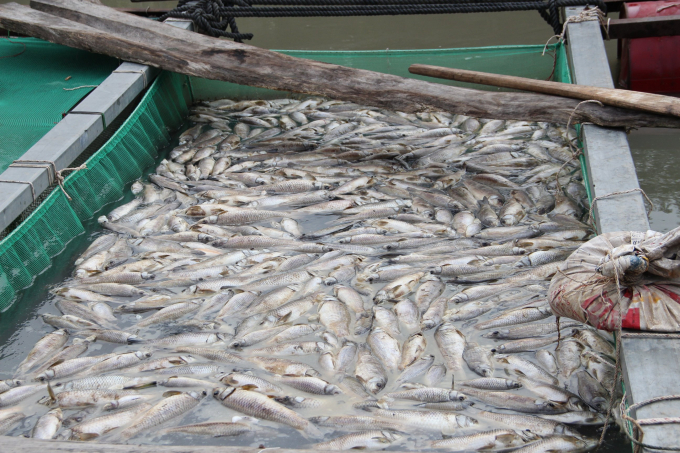 Hàng chục tấn cá nuôi bè chết trắng. Ảnh: CTV.