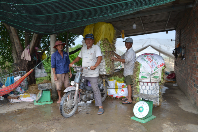 Thương lái đến tận vườn thu mua rau sạch. Ảnh: Trần Trung.