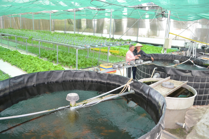 .Circular agriculture models growing vegetables and raising fish in Tay Ninh. Photo: Tran Trung.