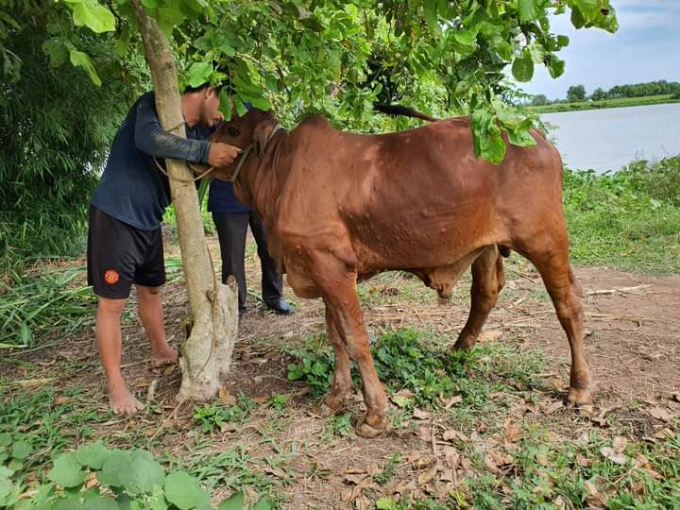 Một hộ dân tại tỉnh Tây Ninh có đàn bò mắc bệnh viêm da nổi cục. Ảnh: CTV.
