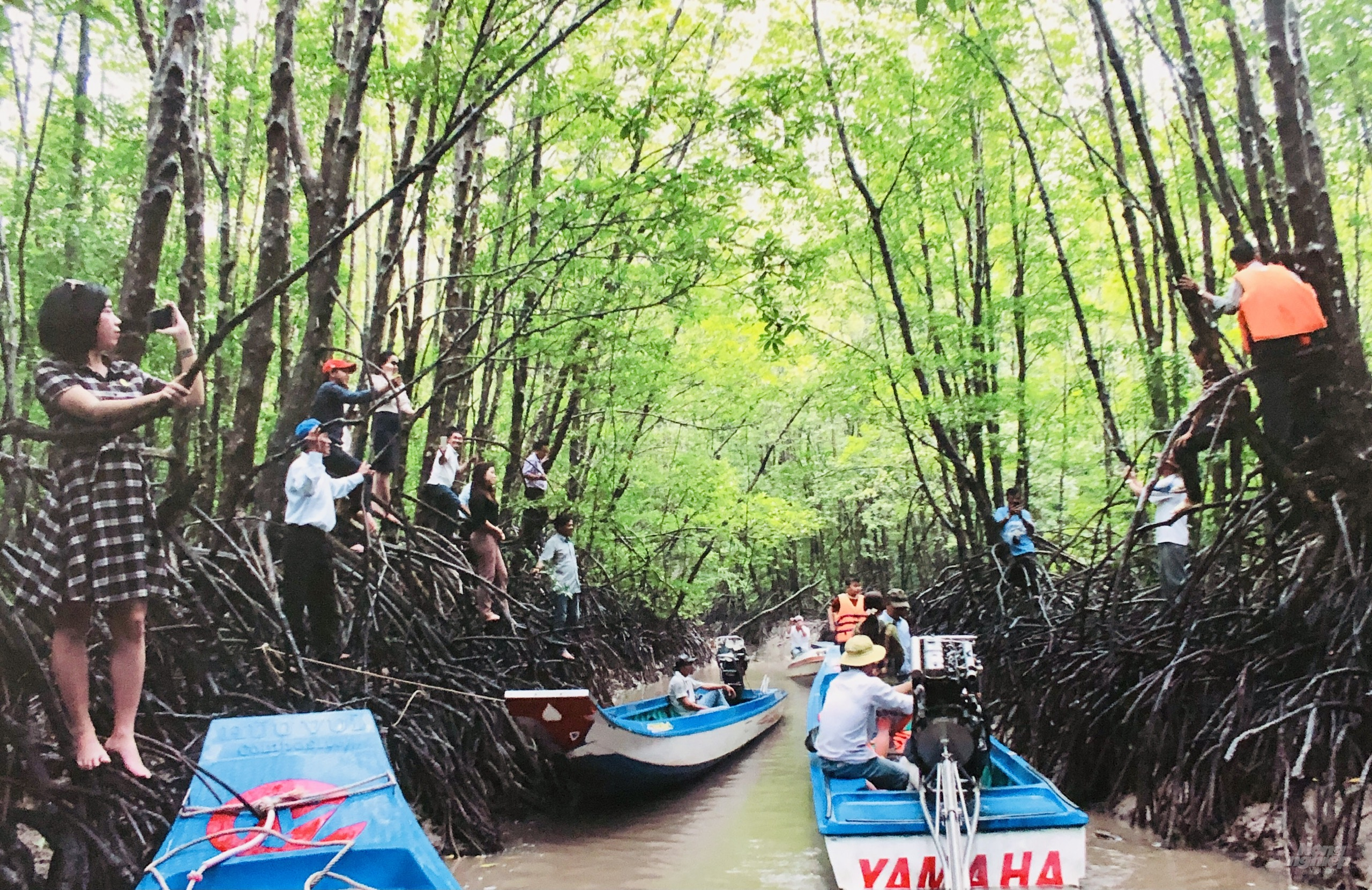 Tuyến du lịch trải nghiệm tham quan xuyên rừng hút khách tại Đất Mũi. Ảnh: Trần Trung.