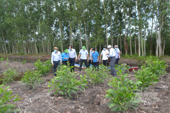 Khu rừng tràm do anh Nguyễn Văn Tèo nhận trồng, chăm sóc, bảo vệ. Ảnh: Trần Trung.