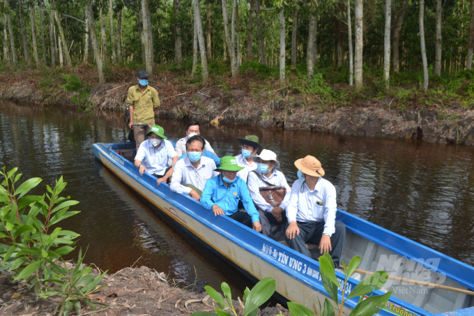 Đoàn công tác Tập đoàn Công nghiệp Cao su Việt Nam kiểm tra hiện trạng rừng tràm do Công ty CP gỗ MDF VRG Kiên Giang quản lý. Ảnh: Hồng Thủy.