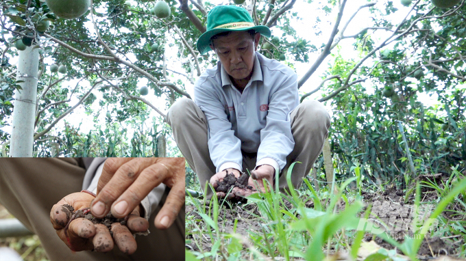 Nhờ đưa nguồn phân mới được sản xuất từ giá thể cừ tràm giúp tăng độ hữu cơ cho đất. Ảnh: Trần Trung.