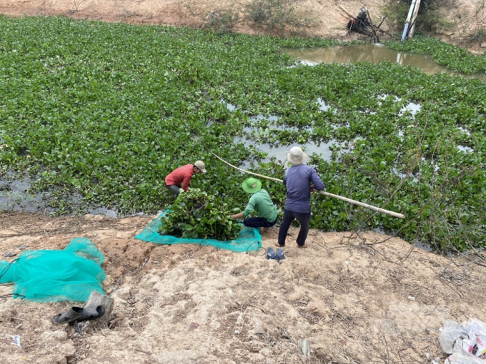 Cay Trom cooperative organizes to collect water hyacinth from the local canal system to use as raw materials for organic fertilizer production. Photo: Tran Trung.