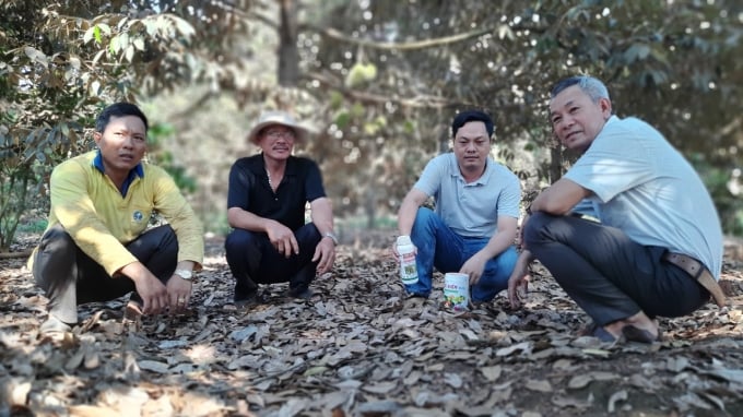 Các thành viên HTX Nông Thành Phát trao đổi kinh nghiệm sản xuất sầu riêng sạch theo hướng VietGAP. Ảnh: Trần Trung.