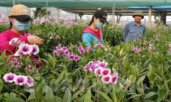 Mô hình tổ hợp tác hoa lan ở xã An Tây, một trong những mô hình kinh tế áp dụng KHKT giúp nhiều nông dân cùng làm giàu. Ảnh: Trần Lâm.