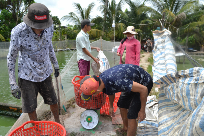 Nuôi trồng thủy sản trên địa bàn tỉnh Tây Ninh từng bước ổn định. Ảnh: Trần Trung.
