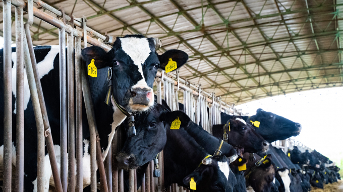 Trang trại Bò sữa NutiMilk đã hội đủ 6 yếu tố ưu việt nhất: Đất sạch – Không khí sạch – Nước sạch – Cỏ sạch – Nhiệt độ mát 21-25oC – Sản lượng 25 lít sữa/ngày/con bò. Ảnh: NutiFood.