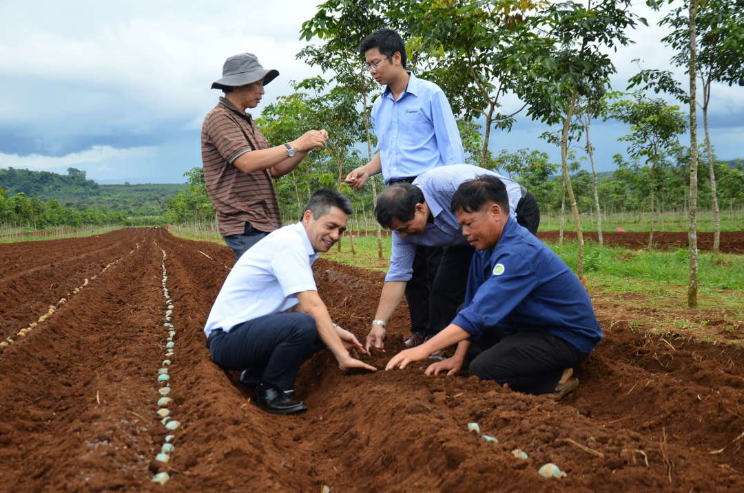 Anh Trần Trung Quyết (bên phải) xã Ea Drơng, huyện Cư M’gar trao đổi về kỹ thuật gieo giống bằng phương pháp thủ công với đoàn công tác của Bộ NN-PTNT. Ảnh: Nam Khánh.