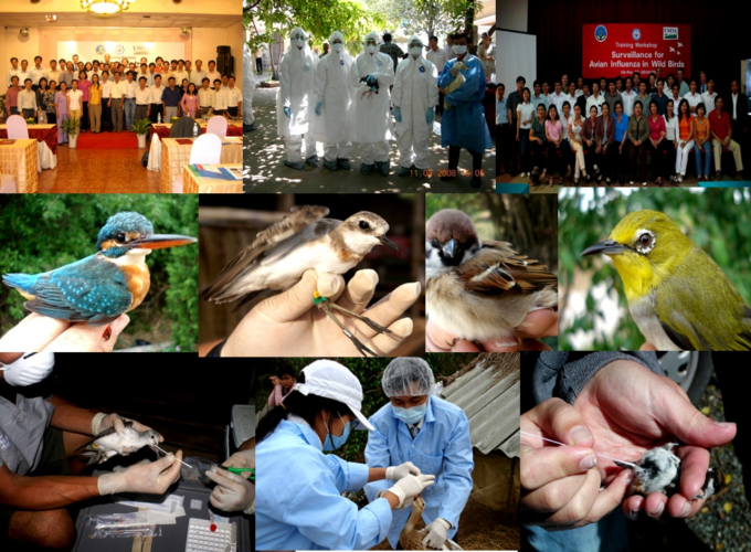 Các lực lượng Thú y ở Trung ương và địa phương triển khai nhiều biện pháp phòng, chống dịch cúm gia cầm, bảo vệ đàn động vật và toàn cho cộng đồng.