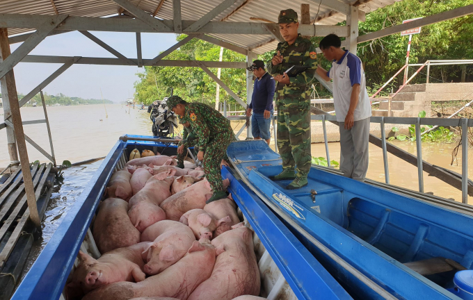 A smuggling of pigs across Cambodia border was arrested by the border guards. Photo: L.T.