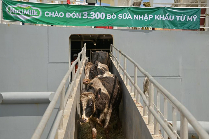 Bò sữa thuần chủng Holstein Friesian xuống tàu về trang trại. Ảnh: Nutifood.