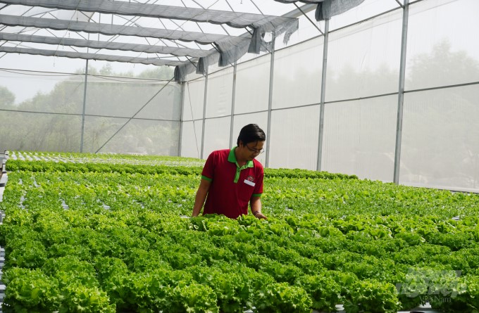 Khu trang trại trồng cây dược liệu và rau sạch tại phường Đông Sơn, thị xã Bỉm Sơn góp phần thúc đẩy phát triển khu công viên dược phẩm của Việt Nam.