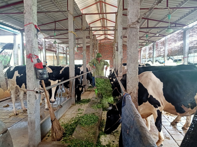 Mô hình chăn nuôi bò sữa tại mang lại giá trị kinh tế cao ở huyện Vĩnh Tường.