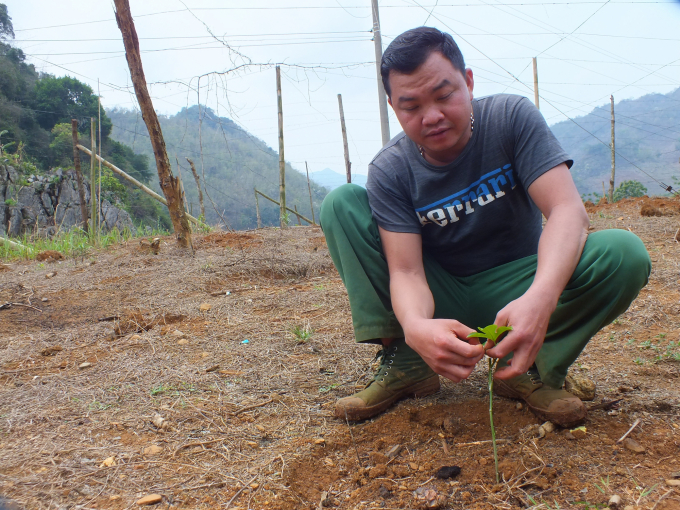 Một loại giống chanh leo không rõ nguồn gốc, phát triển rất kém mới được trồng tại xã Chiềng Lương (huyện Mai Sơn). Ảnh: Lê Bền.