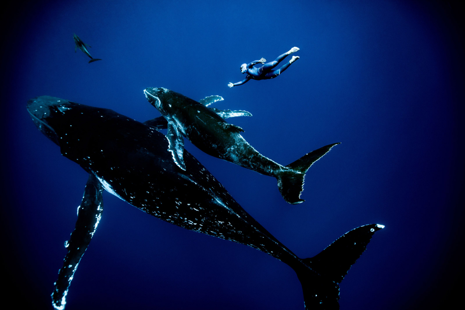 Cảnh bơi lặn cùng cá voi ở đảo Rurutu của Néry. Đa số những bức ảnh chụp anh đều có màu xanh chủ đạo của đại dương, thi thoảng xen kẽ một vài vệt nắng ở vùng nước nông. Khi xuống độ sâu lớn, Néry phải sử dụng thêm đai tăng trọng lượng quanh bộ đồ bơi.