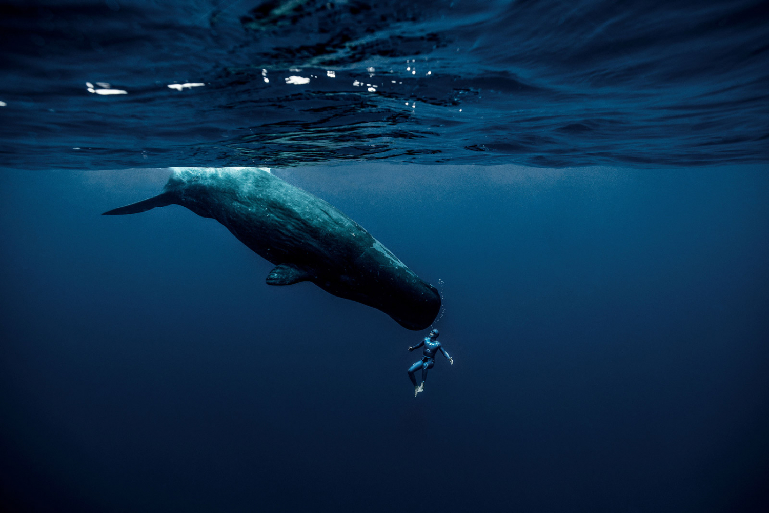 Nhiếp ảnh gia Seguin cho biết, khi trong lòng đại dương, con người trở nên rất nhỏ bé, thậm chí là bất lực trước thiên nhiên. Điều này đem lại cả cảm giác sợ hãi lẫn những niềm vui.