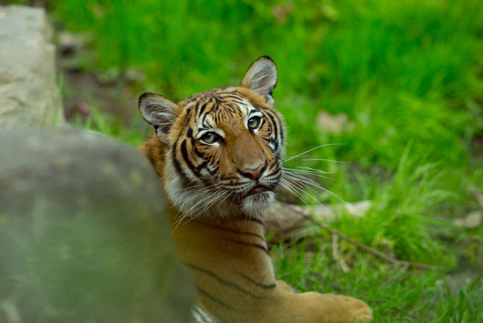 Một con hổ Malaysia trong vườn thú Bronx. Ảnh: Getty Images.