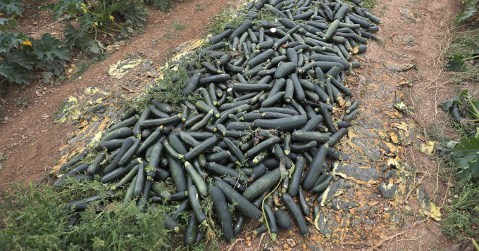 Rau củ bị ném lại trên cánh đồng vì không có nơi tiêu thụ. Ảnh: Getty Images.