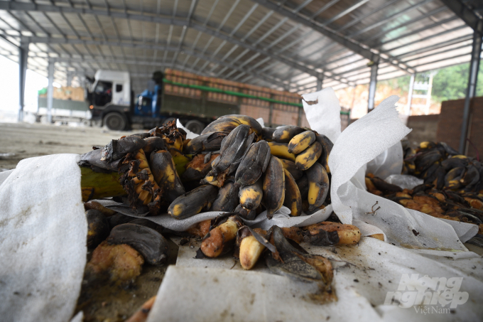 Chuối hỏng phải vứt bỏ trong quá trình chờ đợi tại cửa khẩu Tân Thanh, Lạng Sơn. Ảnh: Tùng Đinh.