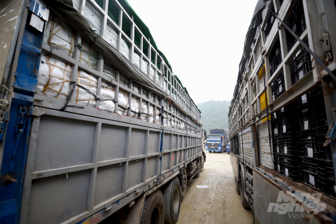Xe tải chở chuối, dưa thuộc nhóm dễ hư hỏng đang ùn ứ tại cửa khẩu Tân Thanh, Lạng Sơn. Ảnh: Tùng Đinh.