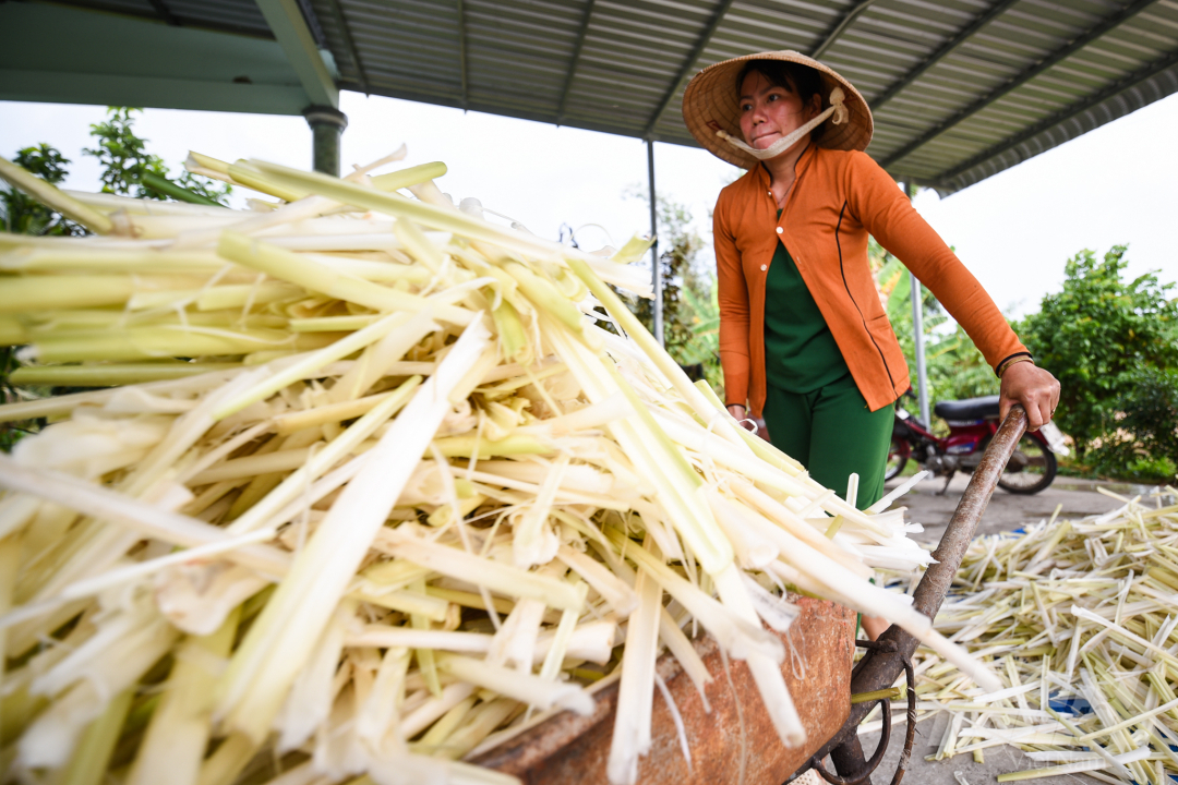 Trong những năm gần đây, nhiều hộ dân xã Khánh An, huyện U Minh, Cà Mau thực hiện chuyển đổi đất trồng lúa sang trồng bồn bồn. Mô hình đã phát huy được hiệu quả giúp nhiều hộ thoát nghèo, trong đó có nhiều hộ vươn lên khá giả. 