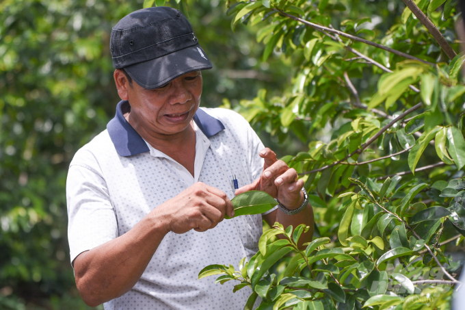 Ngoài ra, các nông dân trong hợp tác xã còn chế biến được trà mãng cầu từ quả và lá, tạo thêm việc làm và gia tăng giá trị gia tăng cho nông sản.