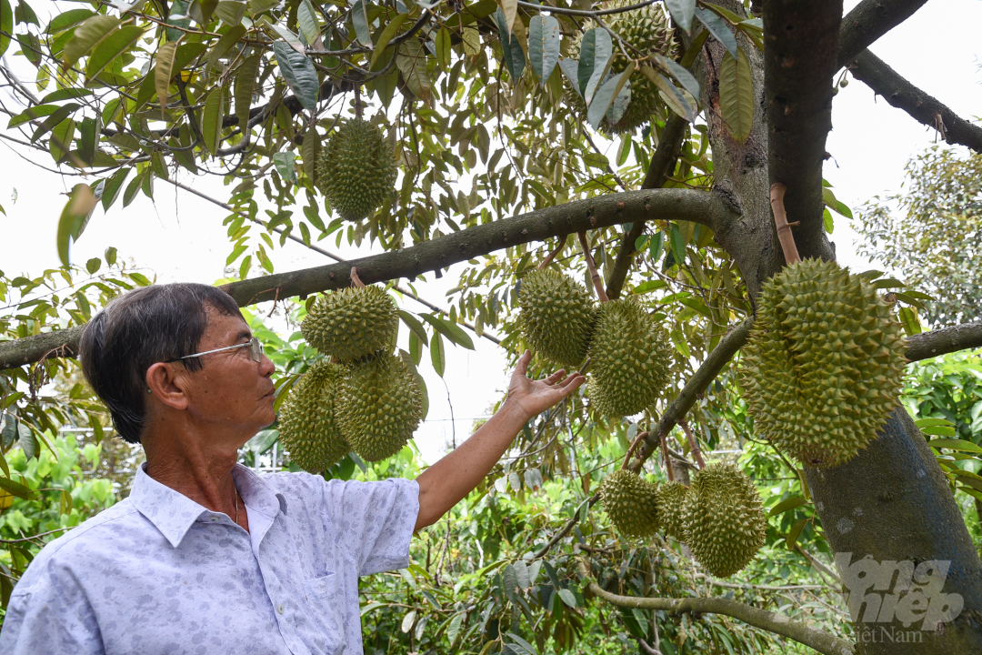 Hiện nay, vườn cây hơn 10 công của ông Tư Thành trồng rất nhiều loại cây giống đặc sản có giá trị như: Sầu riêng Thái lan, sầu riêng Ri-6, sầu riêng Mã Lay, sầu riêng Musang King, ổi Ruby, bòn bon Thái lan, vú sữa không mủ... Tất cả đều trông chờ vào hơn 20.000 m3 nước ngọt ông trữ lại được từ khi còn làm du lịch nhà vườn, tích trong các kênh rạch.