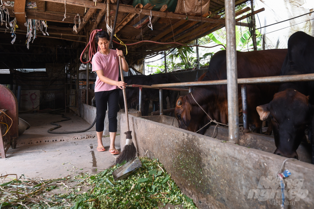 Tính riêng năm 2019, thu nhập từ bán sữa, bò và bê thịt các loại, toàn xã Minh Châu thu được trên 70 tỷ đồng. Việc phát triển chăn nuôi bò ngày càng trở thành một trong những lĩnh vực chủ đạo trong sản xuất nông nghiệp của xã Minh Châu, mang lại thu nhập cao cho nông dân.