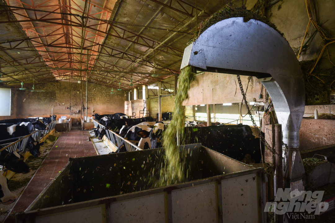 Các gia đình nuôi bò sữa ở Minh Châu đều có thu nhập ổn đinh. Trong đó, có nhà sở hữu tới gần 50 con bò sữa, bán cho Vinamilk thu lời ổn định hàng tháng trên 100 triệu đồng, cả năm có thể đến gần 2 tỷ lợi nhuận. 