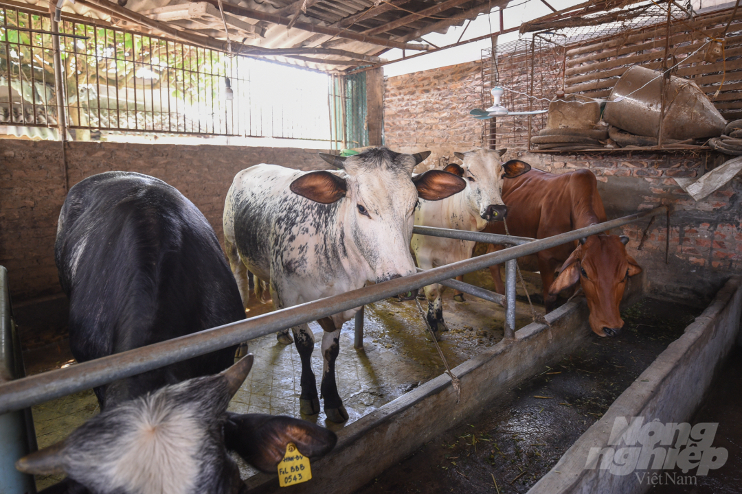 Chị Nguyễn Thị Vinh, khu 5, xã Minh Châu cho biết, bò đỏ từ thời gian mua đến thời gian xuất bán là 2 năm, khi xuất bán có thể thu được đến 45 triệu đồng/con, với các giống bò siêu thịt như BBB, có thể thu đến 55 triệu đồng/con.