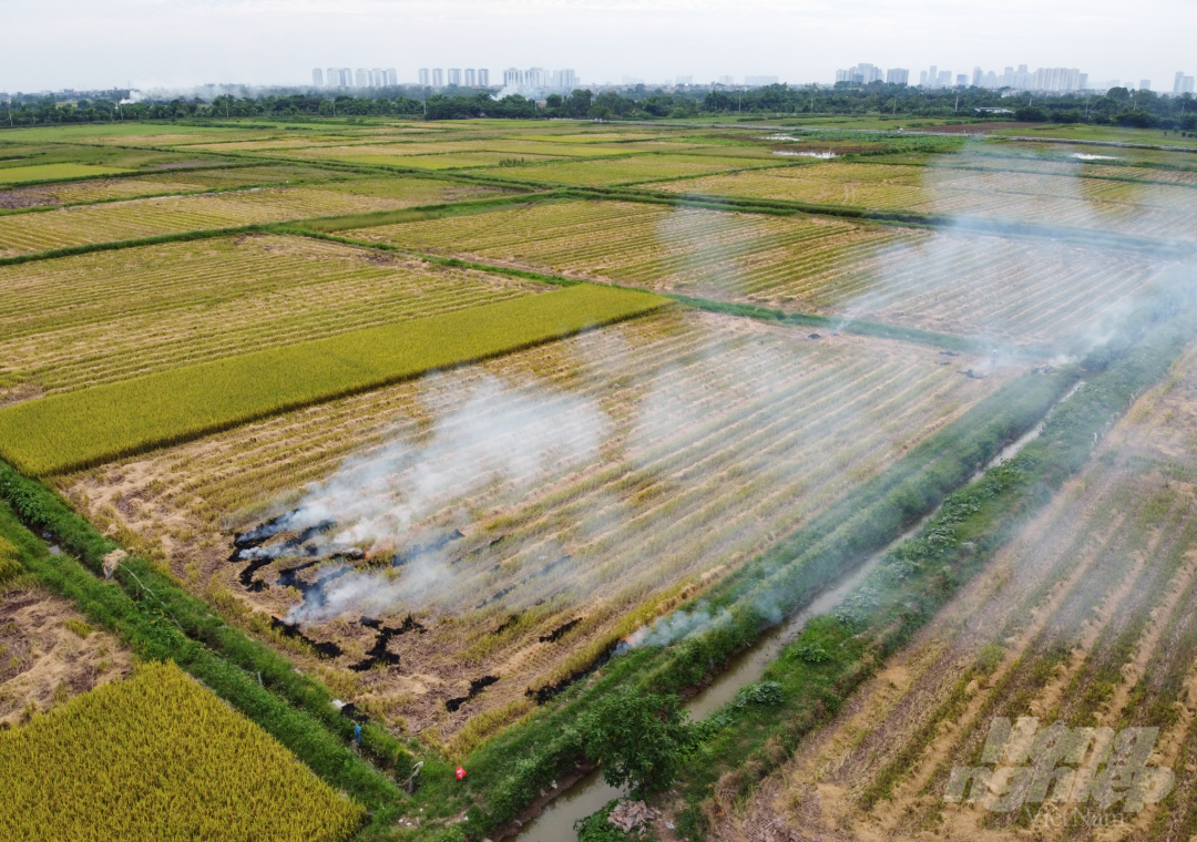 Cần hạn chế và chấm dứt tình trạng đốt rơm rạ mỗi vụ thu hoạch lúa.