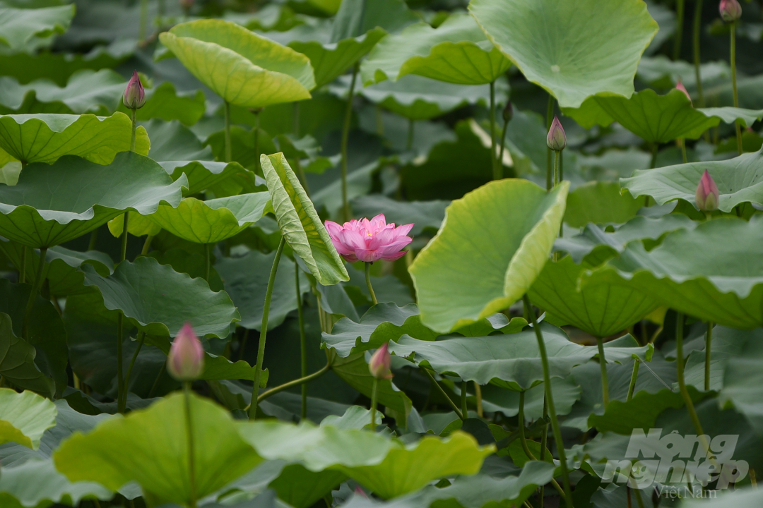 Vào mỗi mùa sen nở, mặt hồ rộng lớn được phủ kín bởi hàng ngàn lá sen to đùng, xen kẽ là những nụ hoa sen vươn mình hiên ngang trước nắng, trước gió.