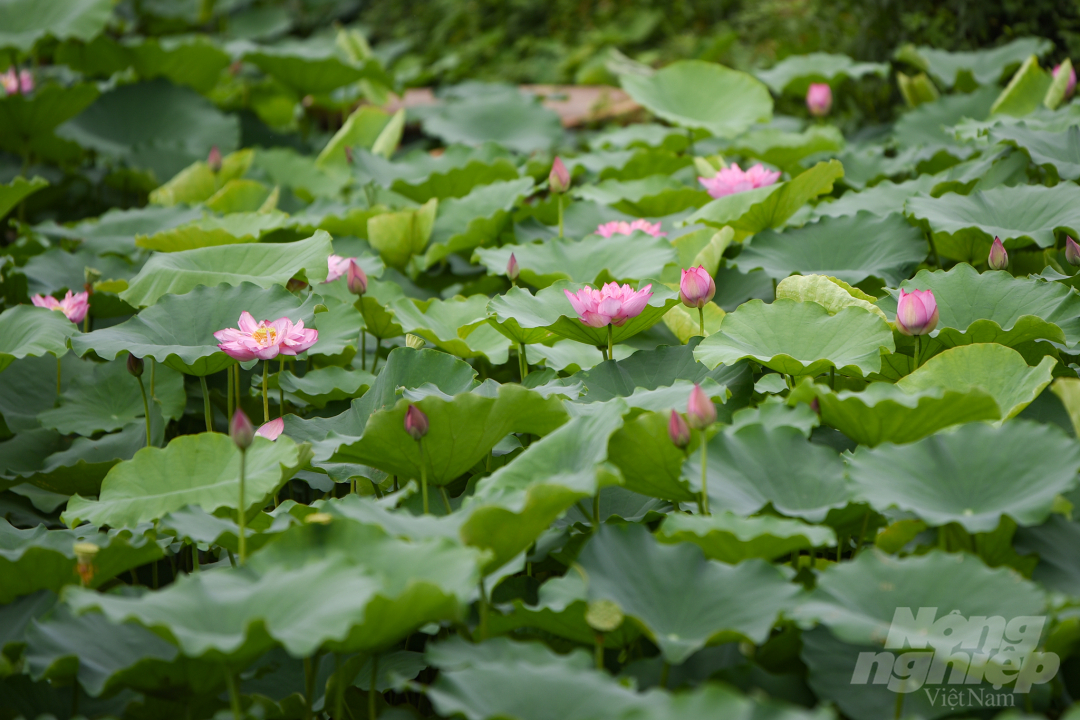 Mùa hè cũng là mùa sen, năm nay thời điểm đầu tháng 6 là lúc sen ở Hà Nội bắt đầu nở rộ. Ngoài các đầm sen lớn ở những huyện ngoại thành, khu vực hồ Tây cũng là điểm đến ưa thích của người yêu sen để ghi lại những hình ảnh về loài hoa này.