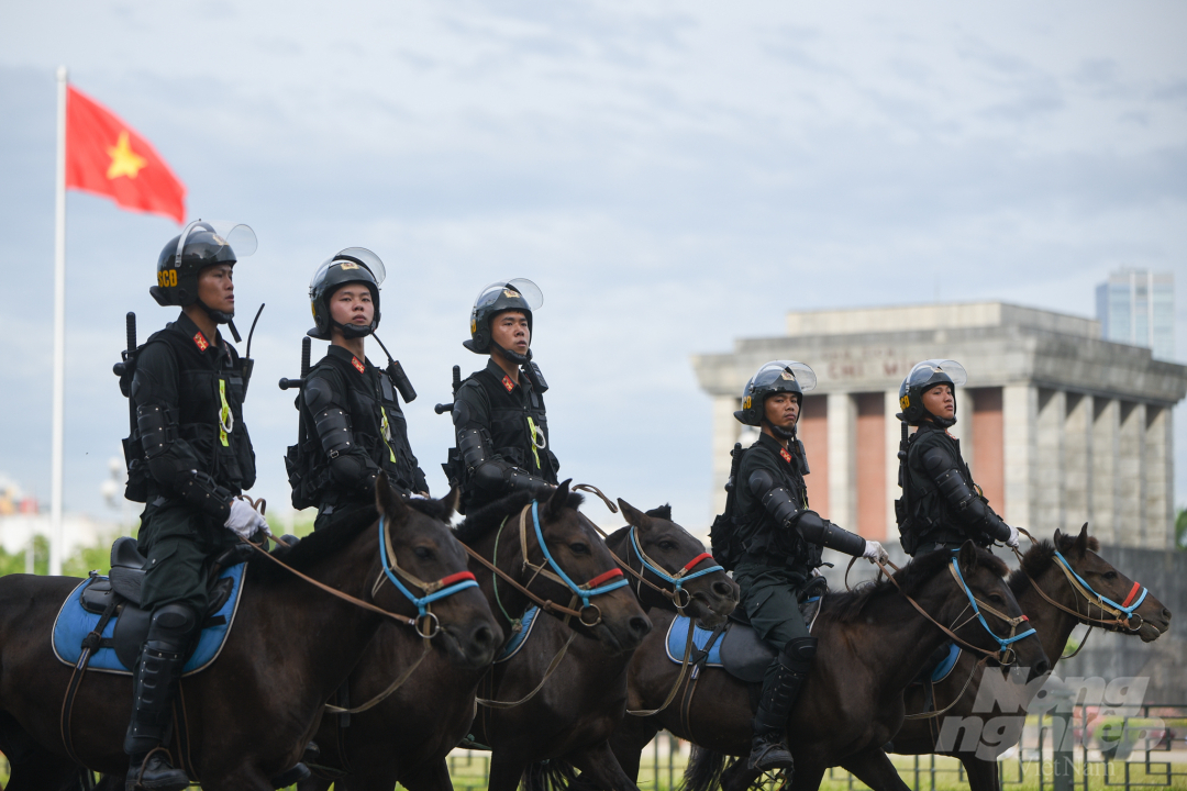 Số ngựa này được Đoàn Cảnh sát cơ động Kỵ binh, Bộ Tư lệnh Cảnh sát cơ động, Bộ Công an chăm sóc và huấn luyện tại Thái Nguyên.