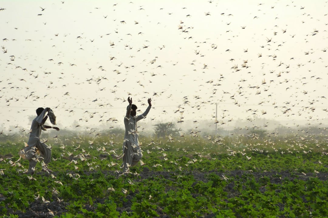 Nông dân ở ngoại ô Sukkur thuộc miền nam tỉnh Sindh của Pakistan đang xua đuổi châu chấu ra khỏi ruộng của mình vào ngày 1/7. Trước đó, Pakistan đã ban bố tình trạng khẩn quốc gia do châu chấu phá hủy mùa màng trên các nông trang.