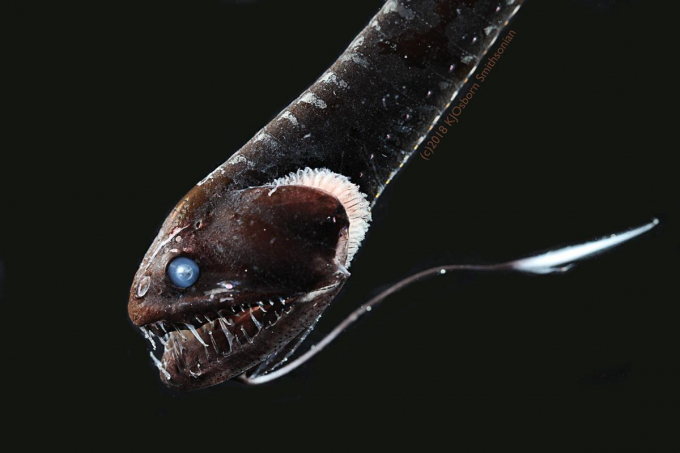 Rồng đen Thái Bình Dương, một trong những loài cá siêu đen. Ảnh: Reuters.