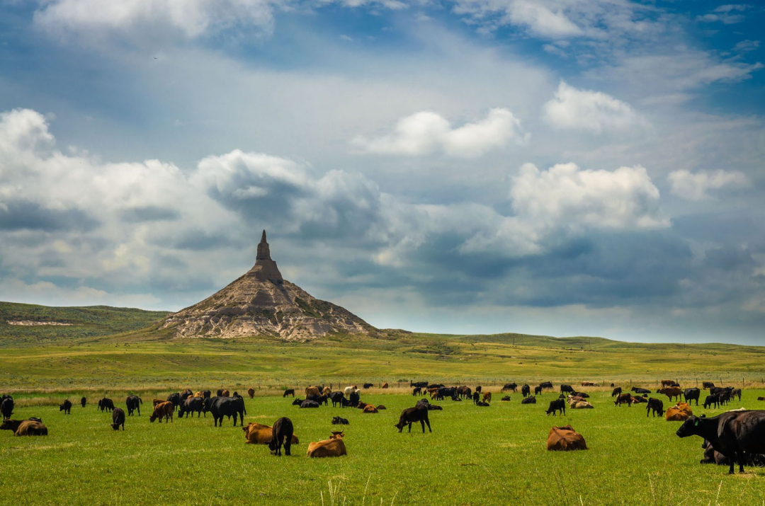 Đàn gia súc gặm cỏ bên cạnh đỉnh Chimney Rock, kết cấu địa chất độc đáo trước đây từng được sử dụng như một la bàn của những người đầu tiên làm nên đường mòn Oregon.