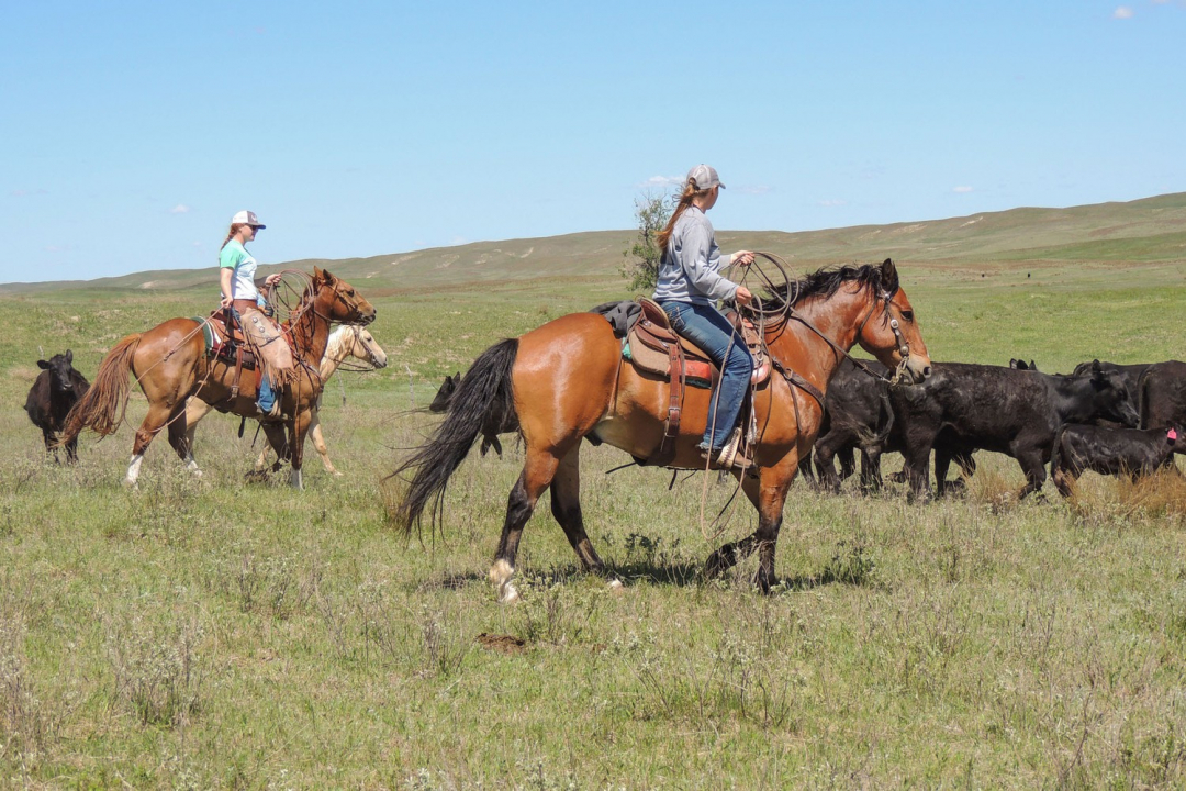 Các nữ cao bồi của Nebraska dùng ngựa để chăn đuổi đàn gia súc trên cánh đồng ở vùng Sandhills.