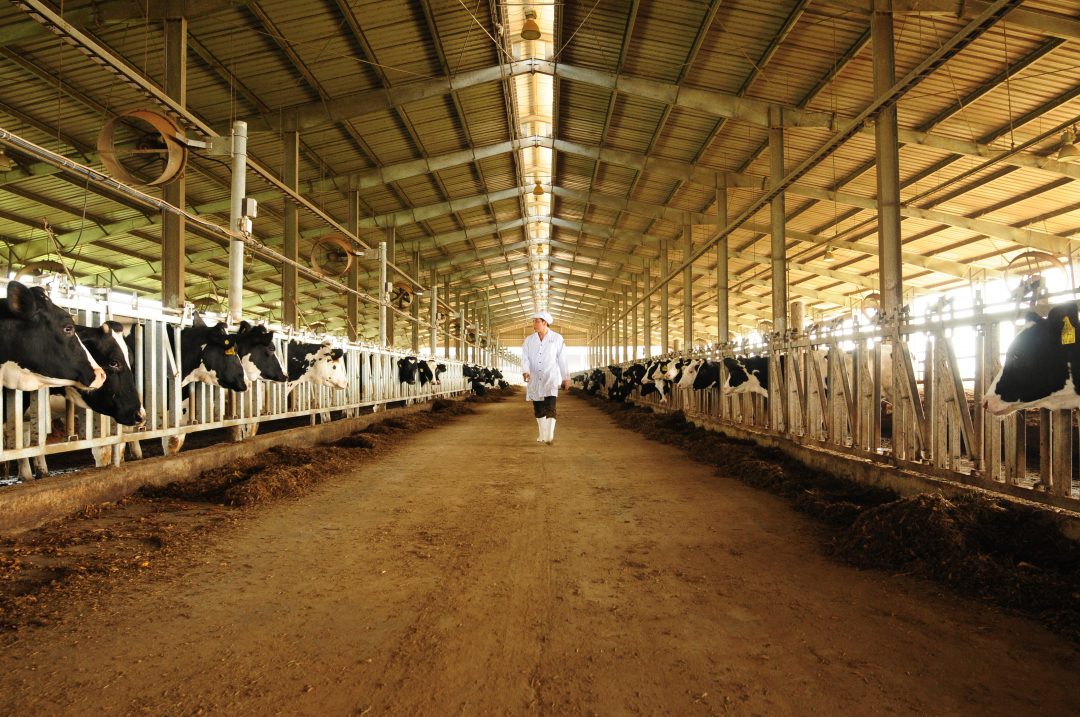 Đàn bò được chăm sóc tự nhiên trong các trang trại của Tập đoàn TH.