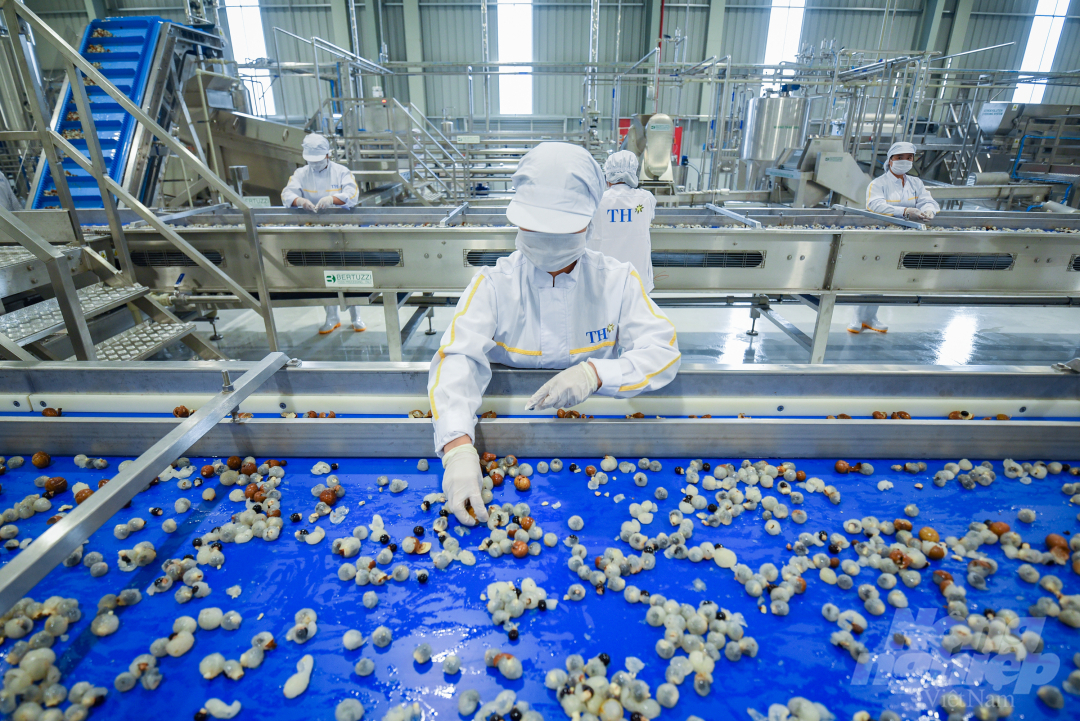 Công nhân Nhà máy chế biến rau củ quả và dược liệu Vân Hồ của TH tại Sơn La vận hành thử dây chuyền. Ảnh: Tùng Đinh.