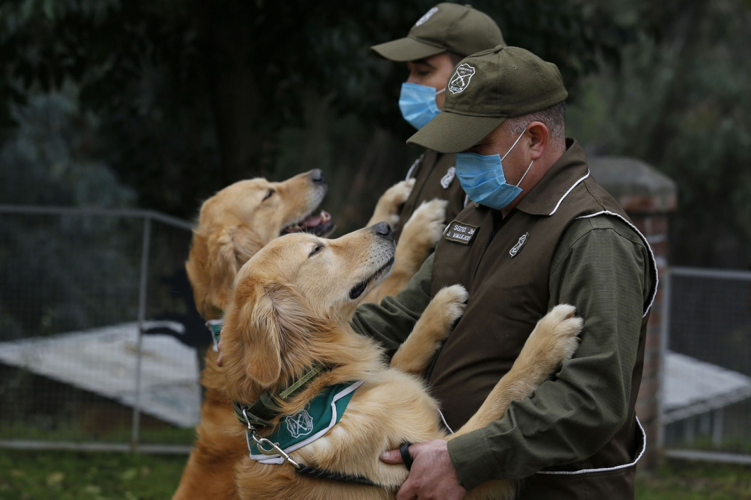 Các nhân viên huấn luyện chó đánh hơi Covid-19 làm việc với 2 chú chó tên là Keylin và Clifford, tại Trường huấn luyện chó Carabineros de Chile ở Santiago, Chile.